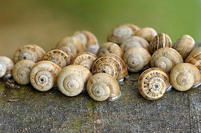 《怪物猎人崛起：曙光》主机版发布免费更新 追加“岚龙”等