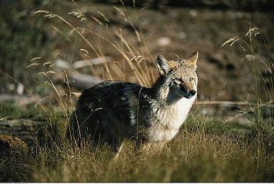 日本地震 《最终幻想14》日服暂停拆除玩家房屋